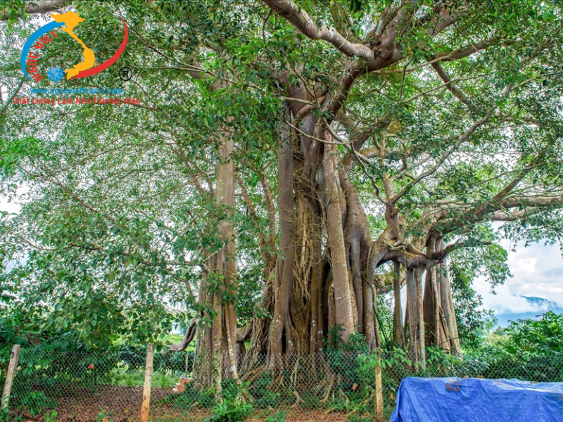 TOUR ĐẮK NÔNG – TÀ ĐÙNG MỚI NHẤT 2025