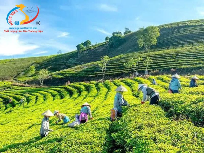 TOUR ĐÀ LẠT - LANGBIANG LAND – QUE GARDEN - KHÁCH SẠN 5 SAO - XE VIP LIMOUSINE